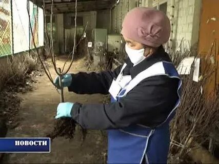 Питомник кушнаренково