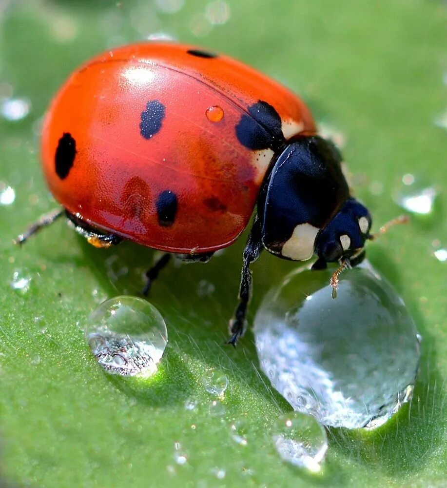 Божьи коровки работы. Семиточечная Божья коровка. Ladybird Божья коровка. Глазчатая Божья коровка. Божья коровка отряда жесткокрылых.