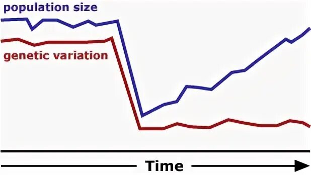Genetic variation. Genotypic variation.