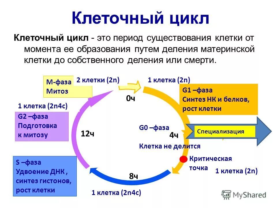 интерфаса g 2 характеризуется. последовательность стадий клеточного цикла: g1. G2 митоз. схема клеточного цикла интерфаза. G2 митоз.