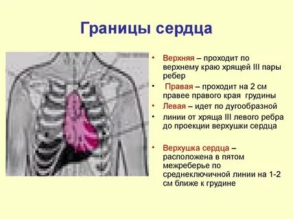 Верхняя и нижняя граница сердца