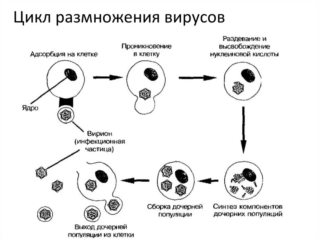 Стадии взаимодействия вируса с клеткой. Этапы взаимодействия вируса с клеткой. Этапы взаимодействия вируса и клетки схема. Взаимодействие вируса с клеткой хозяина. Адсорбция вируса