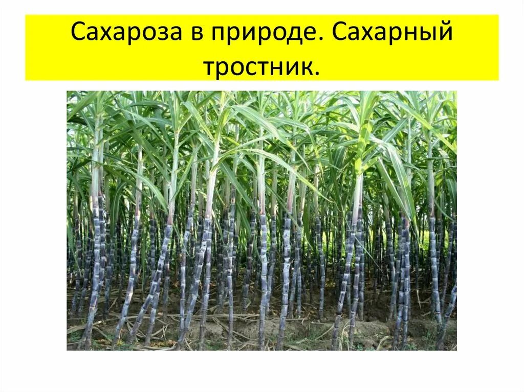 Сахарный тростник. Сообщение о сахарном тростнике. Сахароза в природе. Тростниковый сахар в природе. Сахарный тростник в россии