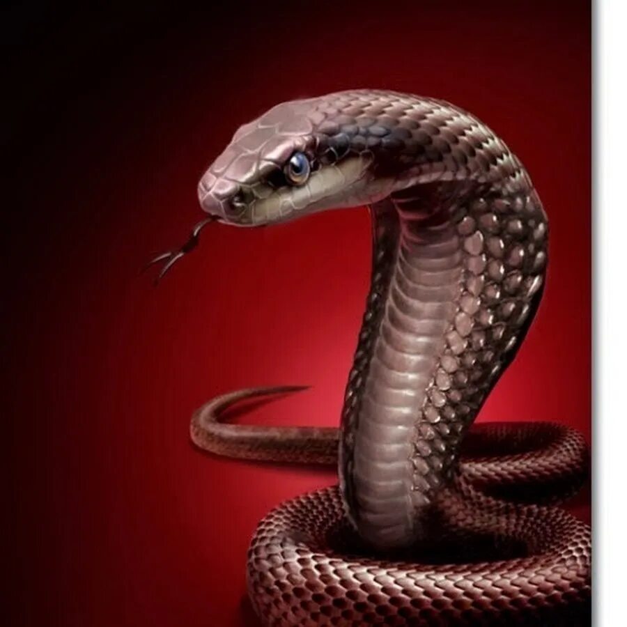 Скачай красивая кобра. Черная Кобра змея. Змей Королевская Кобра. Королевская Кобра красная. Красивая Кобра.