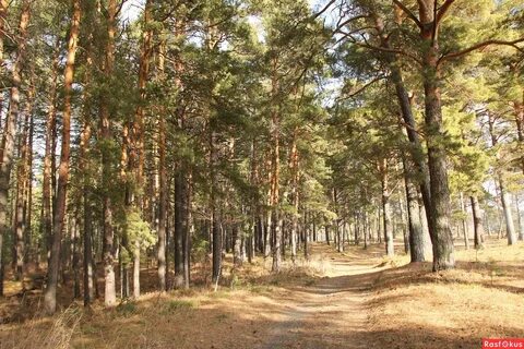 Бийск лесное