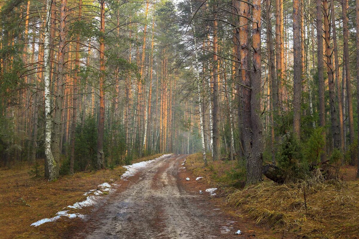 Мещера остаток. Лес весной. Апрель в лесу. Апрельский лес.