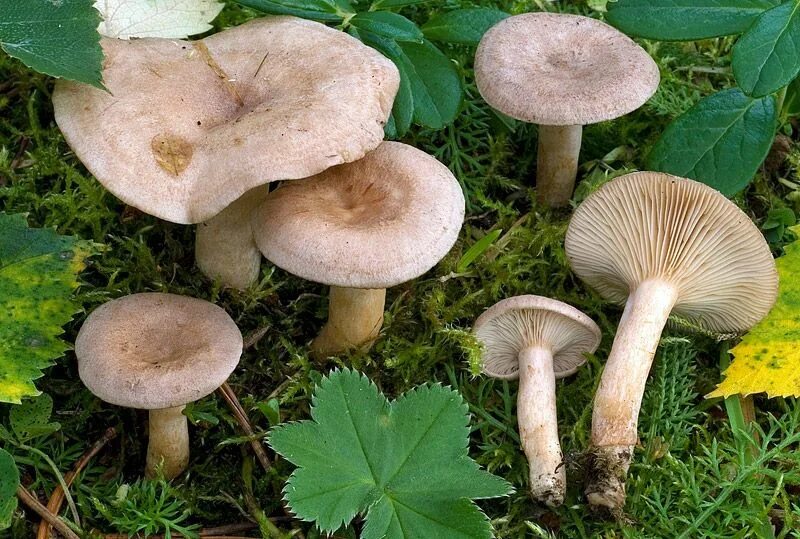 Млечник лиловеющий (lactarius violascens). Млечник неедкий гриб. Груздь горький горькушка. Млечник не едкий, млечник камфорный седобные грибы. Млечник болотный.