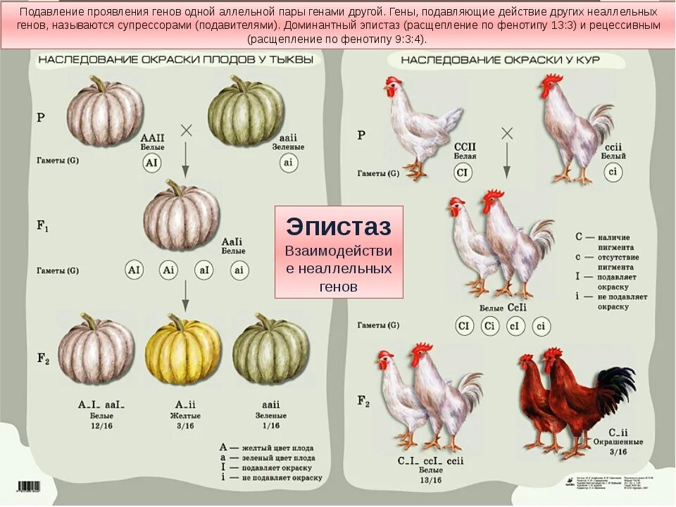 Ген подавляемый другим аллельным геном. Типы взаимодействия неаллельных генов Полимерия. Неаллельные гены комплементарность. Эпистаз и Полимерия. Генетические схемы взаимодействия неаллельных генов..