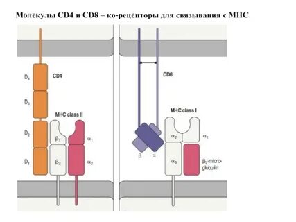Cd 8 r