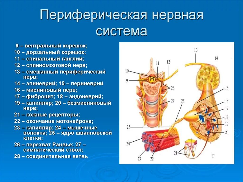 Рецепторы какой отдел нервной системы. Периферический отдел нервной системы строение. Периферическая нервная система строение и функции. Структуры, относящиеся к периферической нервной системе. Периферическая НС функции.