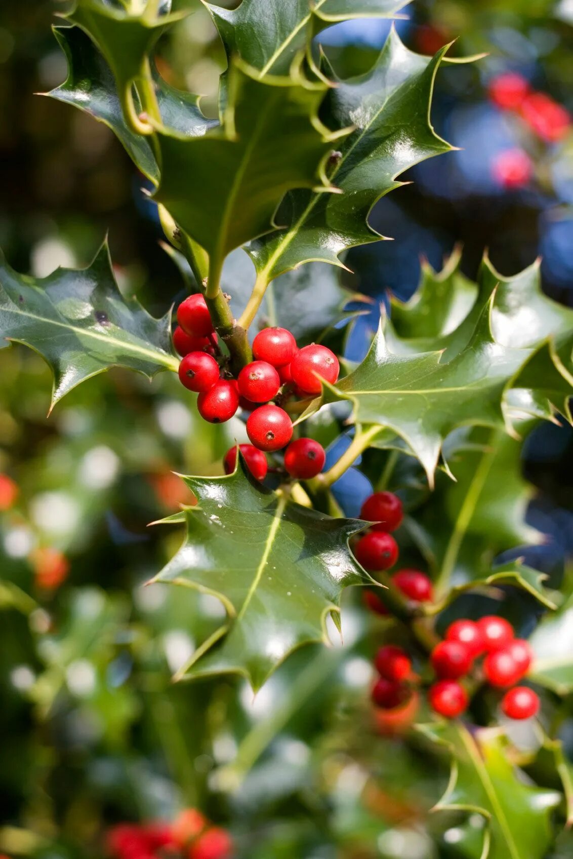 Holly Fertilization Tips - When And How To Fertilize Holly Bushes Holly shrub, H