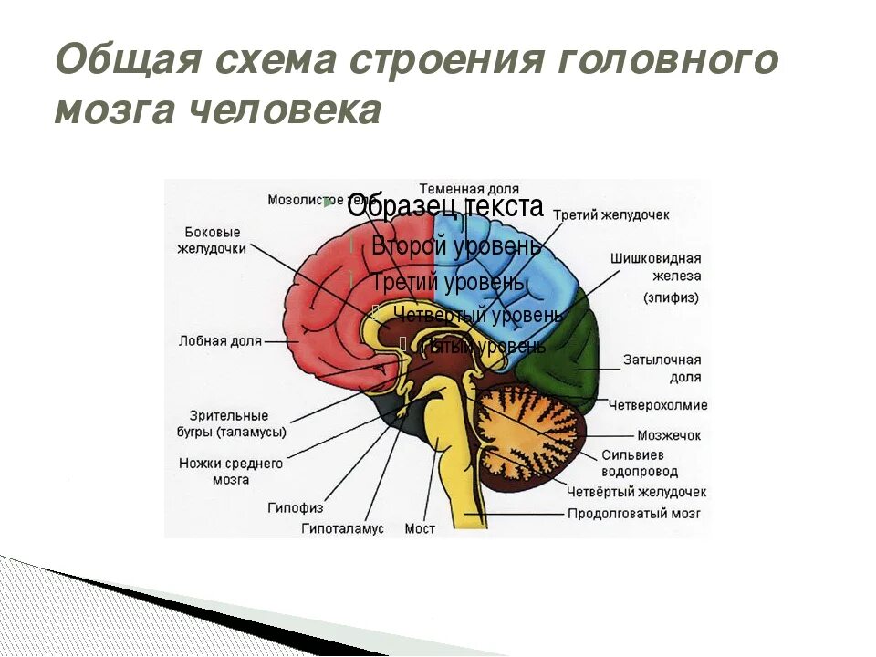 Схема внутреннего строения головного мозга. Структура отделов головного мозга схема. Строение отделов головного мозга рисунок. Макроскопическое строение головного мозга. Задний отдел мозга включает