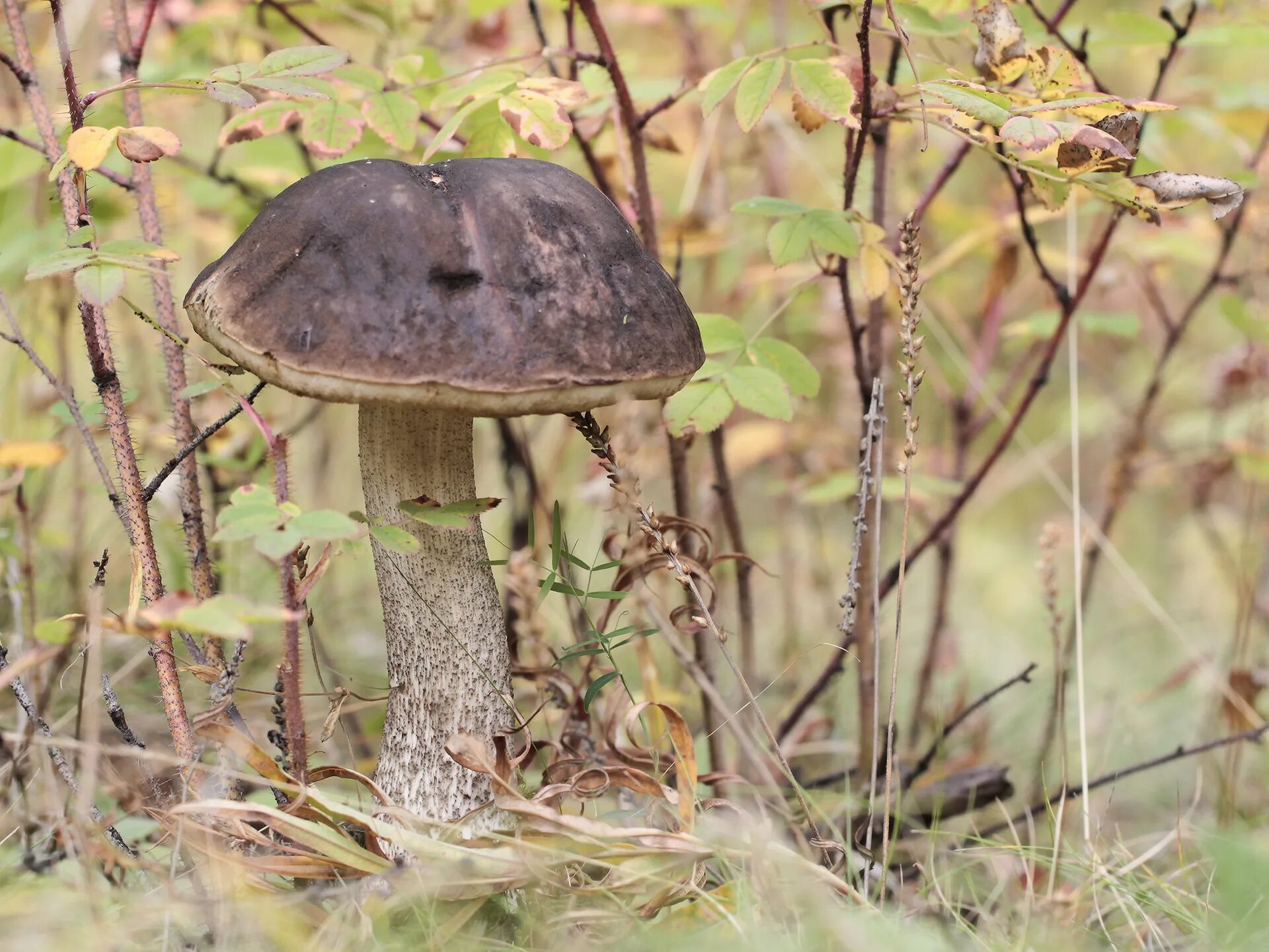 береза и подберезовик