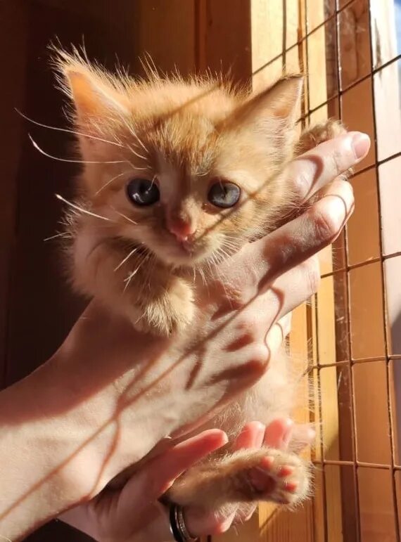 Сдам котенка