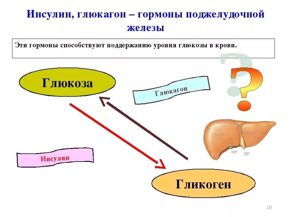 Гормоны поджелудочной железы схема. Выработка инсулина поджелудочной железой схема. Схема механизма действия инсулина и глюкагона. Гормон поджелудочной железы инсулин.