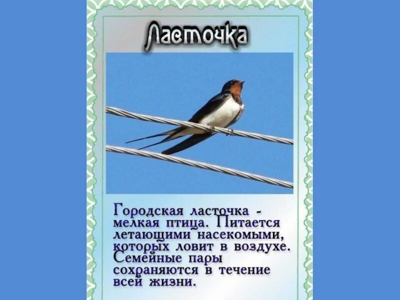 Текст про ласточку. Коротко о Ласточке. Описание ласточки. Ласточка для презентации. Доклад про ласточку.