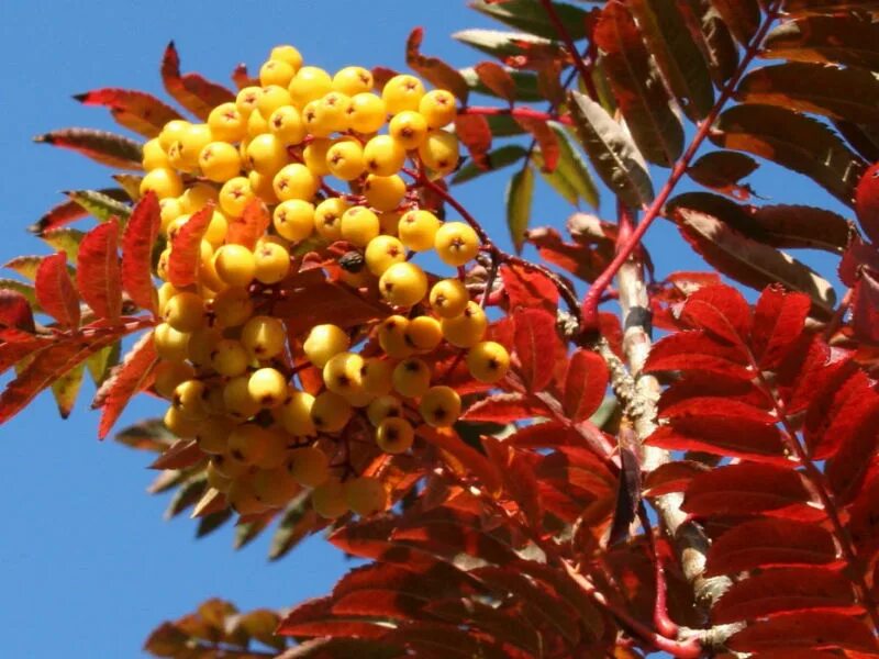 Рябина Арнольда Голден Вандер. Рябина Арнольда (Sorbus arnoldiana) “Golden Wonder”. Рябина Арнольда "Голден Вандер дерево. Рябина обыкновенная autumn Spire.