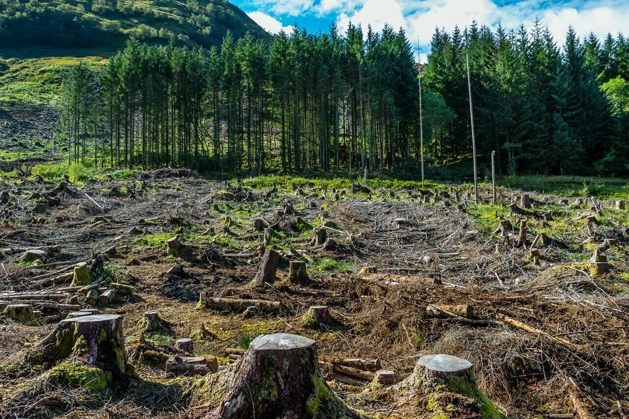 Удобрение из болота. Долина Мехико обезлесение. Обезлесение в России. Вырубка лесов. Уничтожение лесов.