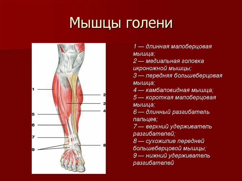 Задняя группа мышц голени анатомия. Анатомия мышц голени передняя группа. Мышцы голени передняя задняя и латеральная. Передняя большеберцовая мышца голени. Часть ноги на б