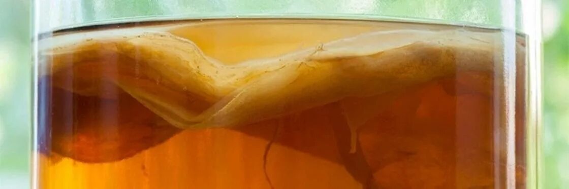 Гриб который пьют. Чайный гриб каркаде+зелёный чай. Чайный гриб. Самый большой чайный гриб. Чайный гриб в пол литровые банки.