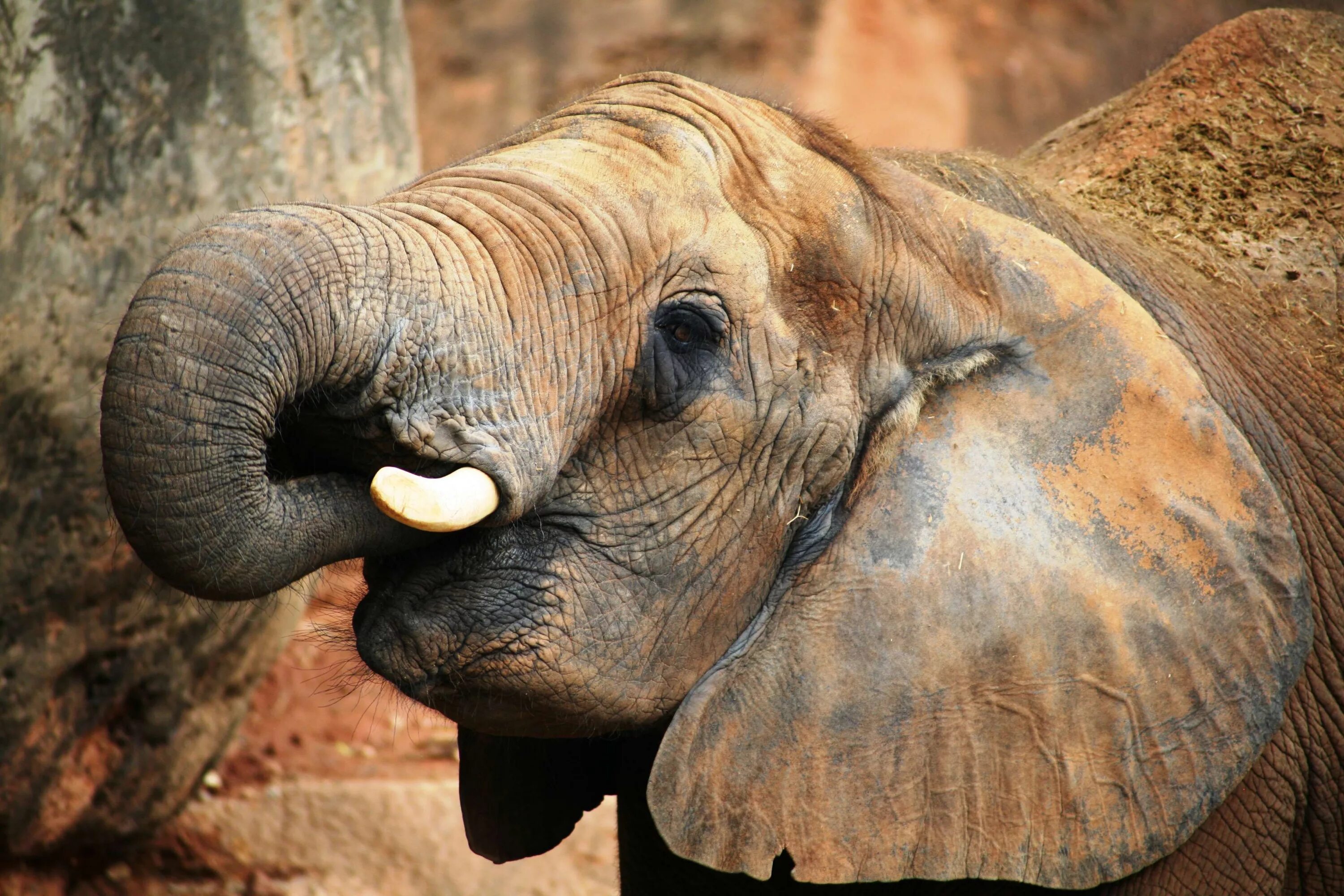 Какого цвета кожа слонов. Слон. Крупные животные Африки. Морда слона. Кожа слона.