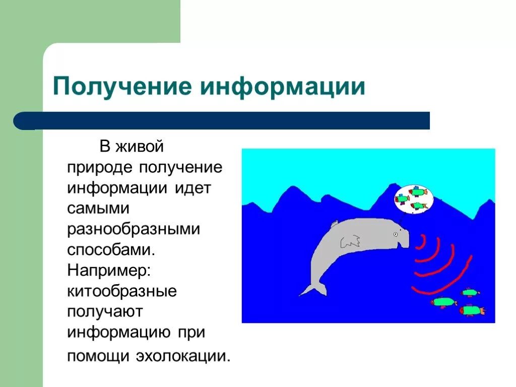 Информационные процессы в живой природе и технике. Процессы живой природы. Информация и информационные процессы в живой природе. Способы передачи информации в живой природе. Информация передача природа