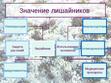 Значение лишайников в природе 7 класс