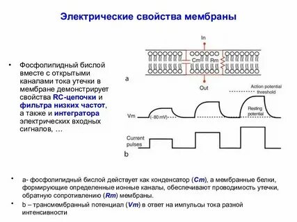 Влияние различных факторов на мембрану клеток