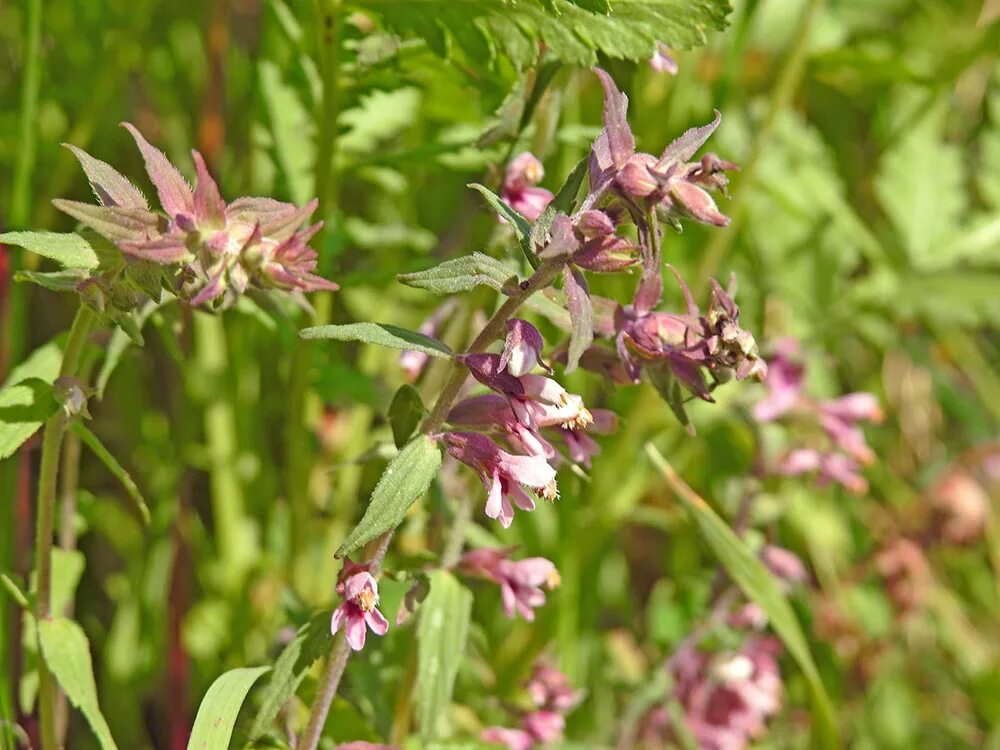 Петров крест чешуйник. Петров крест чешуйчатый. Петров крест корневище. Петров крест чешуйчатый растение. Повилика заразиха петров крест.