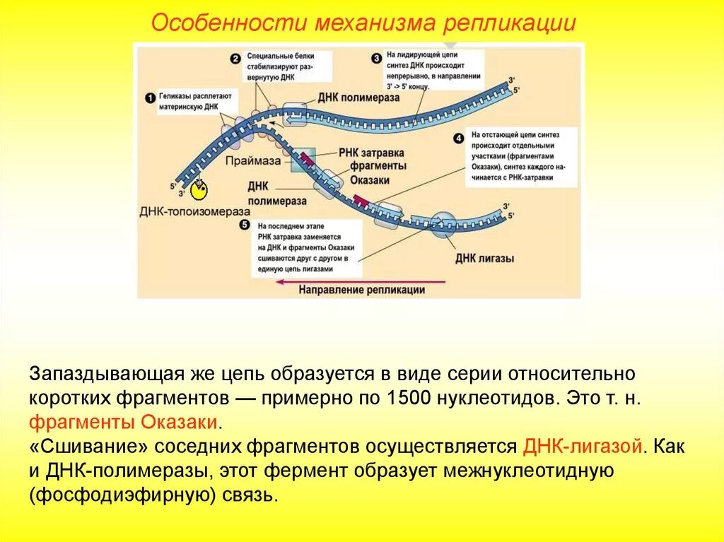 ДНК полимераза репликация ДНК. Разделение цепей ДНК репликация. Репликация отстающей цепи ДНК. Схема репликации отстающей цепи.