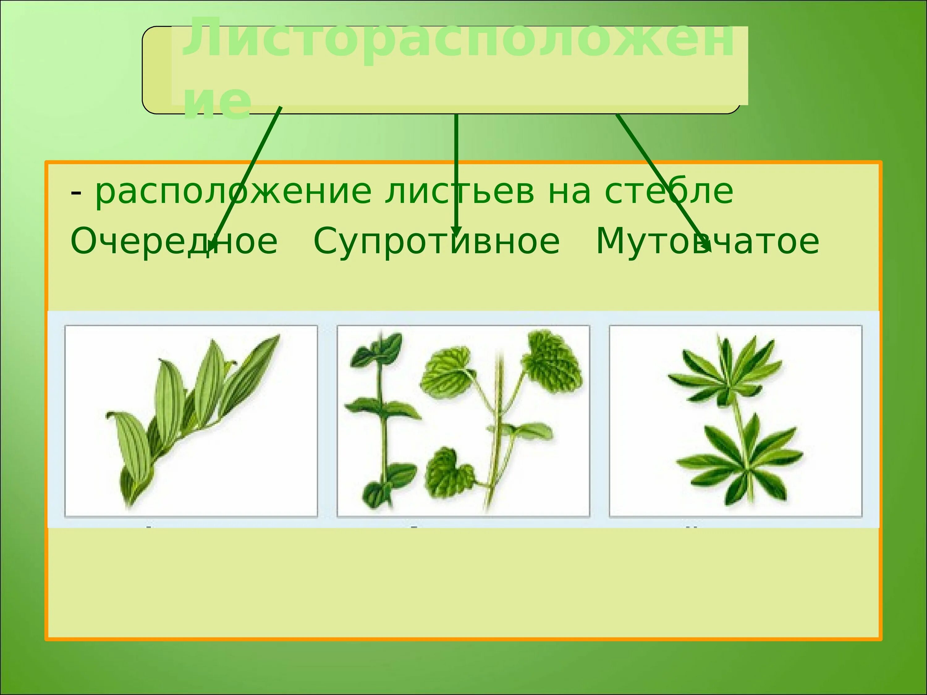 Шиповник сложное или простое. Строение листа листорасположение. Супротивное листорасположение. Расположение листьев на стебле. Листорасположение листьев каштана.