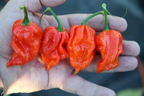 World pepper