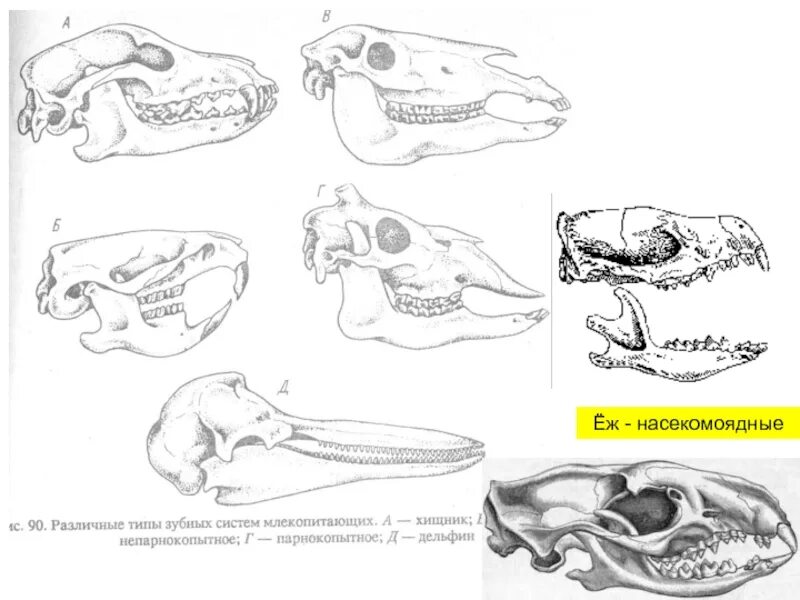 Зубы парнокопытных. Зубная система насекомоядных млекопитающих. Отряд Насекомоядные зубная формула. Череп насекомоядных зубная формула. Отряды млекопитающих строение черепа.