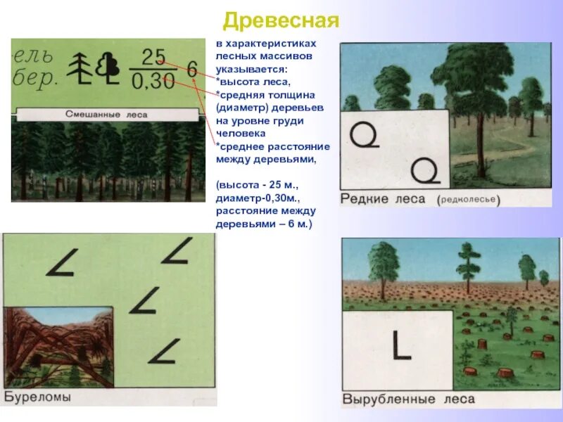 Характеристика лесного массива. Топография дерево. Характеристика леса в топографии. Высота деревьев на топооснове. Обозначения леса на карт