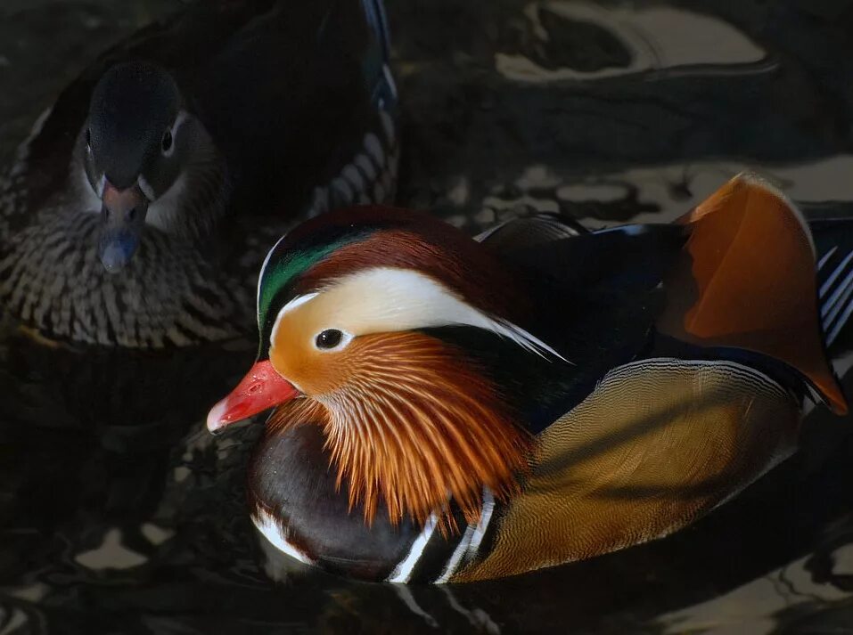 360 bird. Утка Мандаринка. Мандаринки утки Московский зоопарк. Птенцы мандаринки. Маленький проект про утку мандаринку.