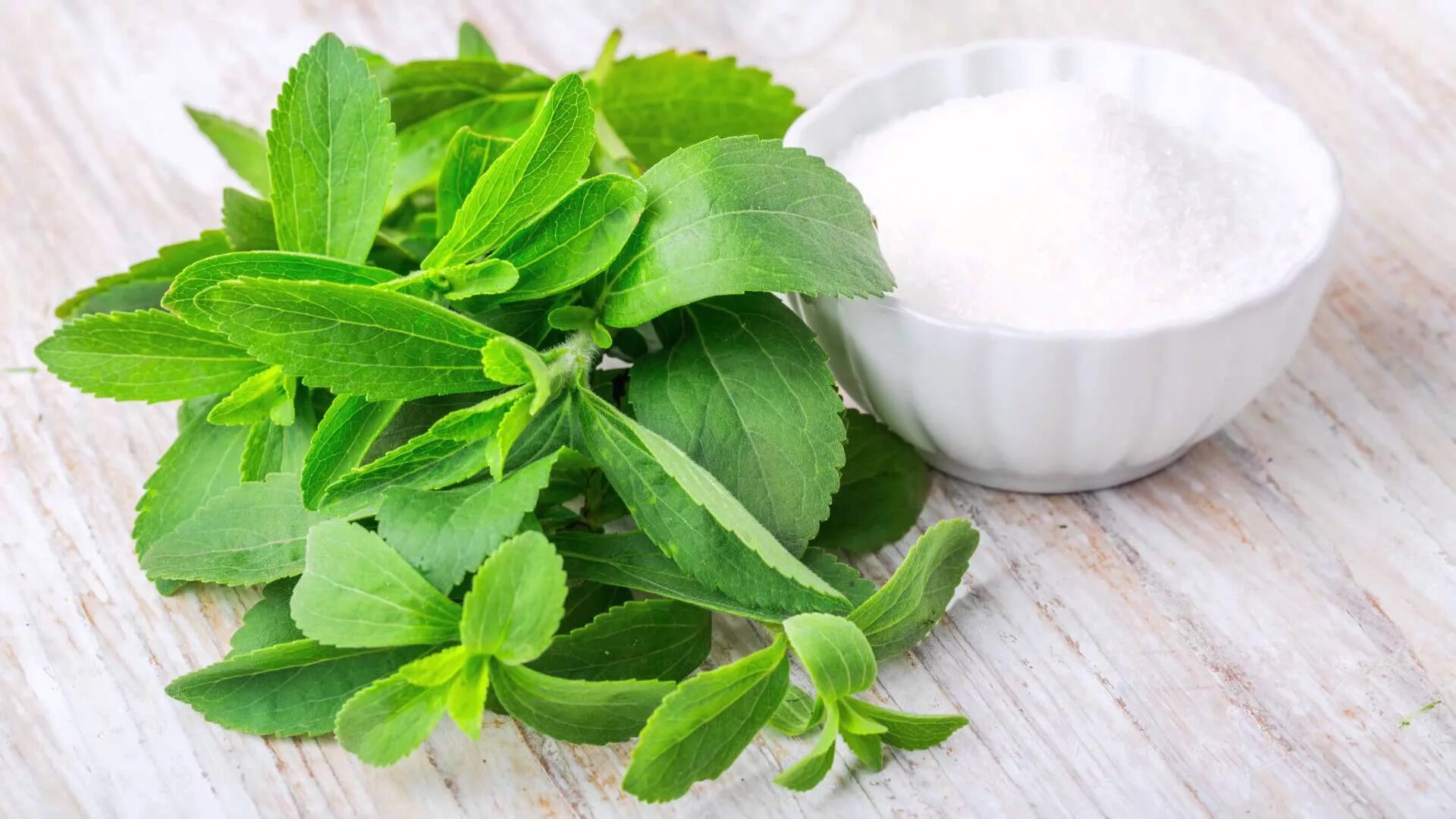 Stevia rebaudiana. Стевия растение. Стевия медовая. Стевия сахарозаменитель растение.