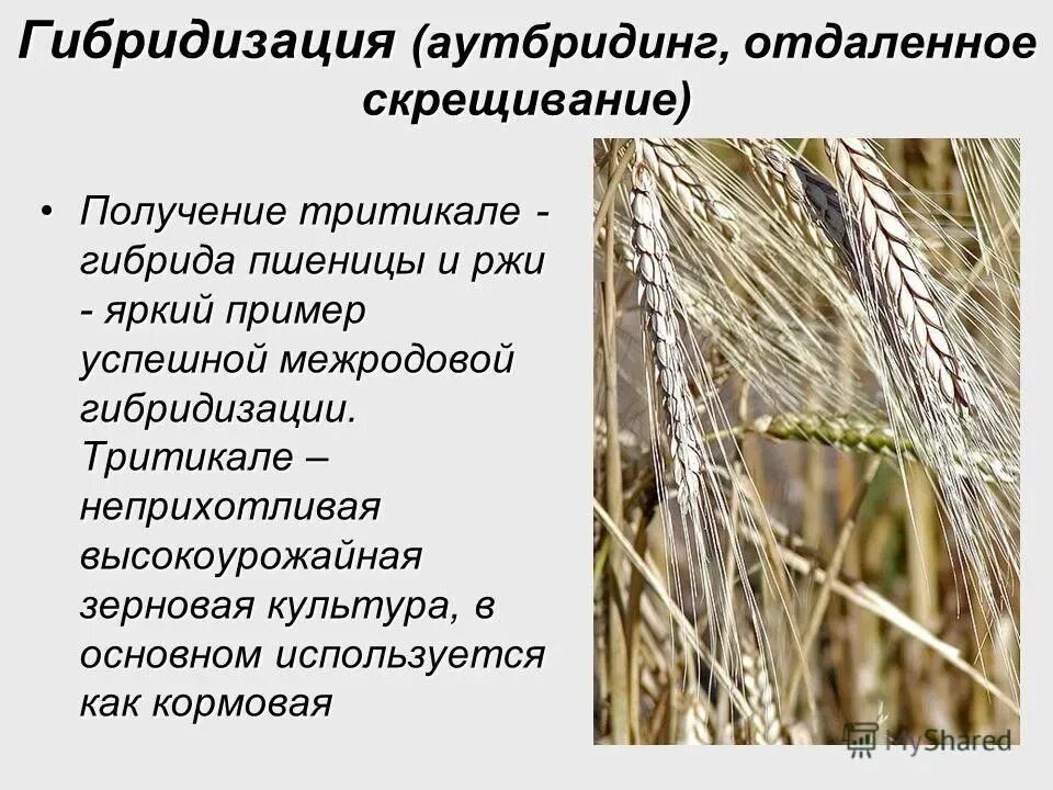 Пшеница мутации