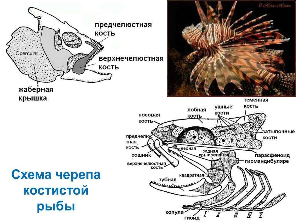 Череп костной рыбы. Схема черепа костистой рыбы. Строение черепа костных рыб. Строение черепа костистой рыбы. Висцеральный череп костных рыб.