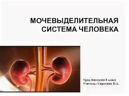 Тест мочевыделительная система 9 класс. Нефропатия сахарный диабет. мочевыделительная система 8 кл. расширение лоханки почки пиелоэктазия. мочевыделительная система биология 8 класс.