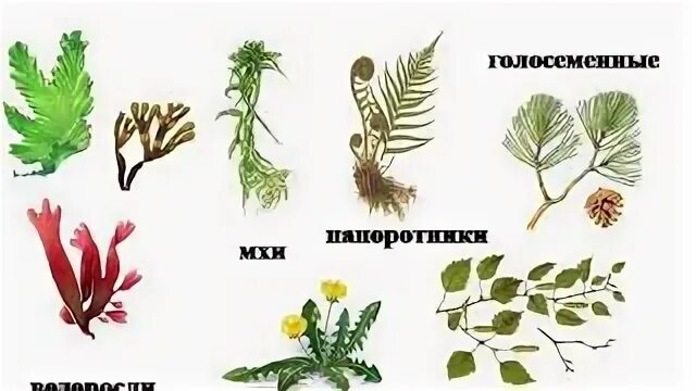 Чем различаются представители низких и высших растений. Чем различаются представители низких и высших растений