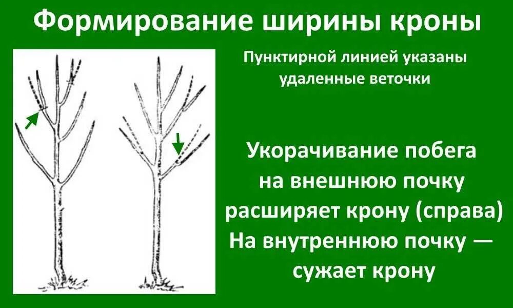 Можно ли обрезать нижние ветки. Формирование кроны и обрезка плодовых деревьев. Принципы обрезки плодовых деревьев схема. Формирование кроны яблони. Схема формирования кроны.