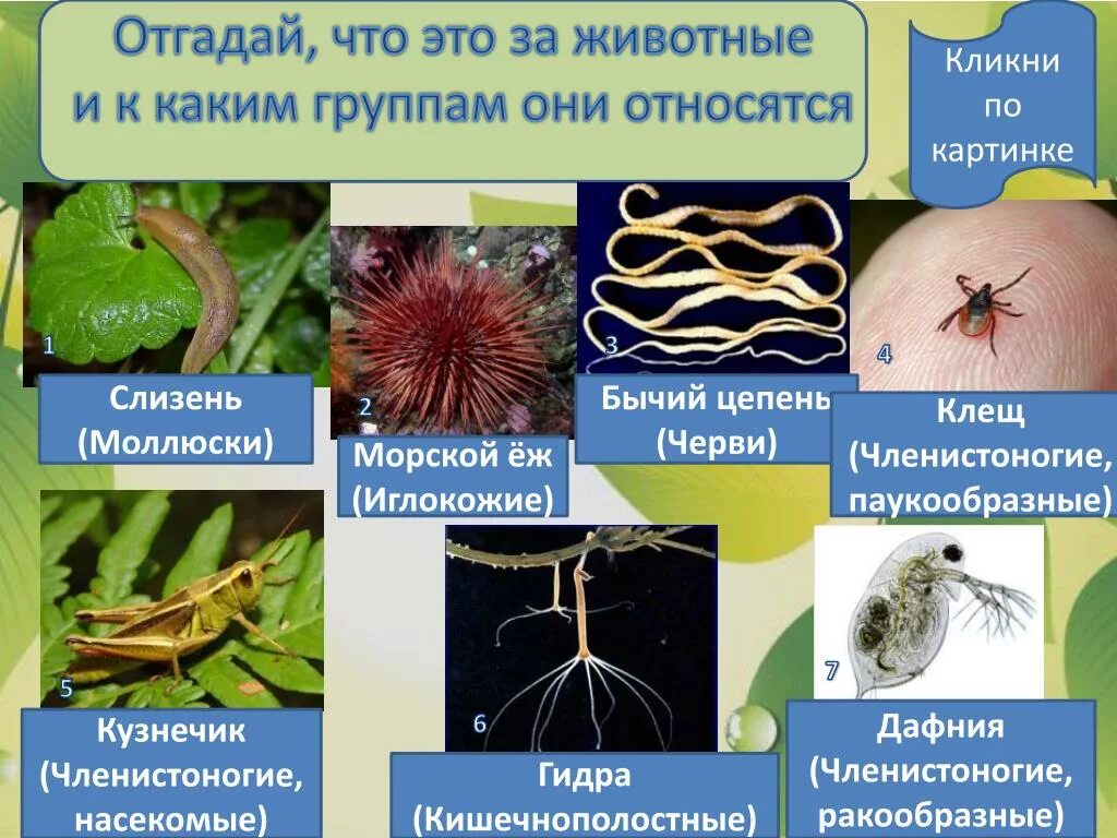 Моллюски с редуцированной раковиной. Класс брюхоногие моллюски улитки. Какие животные относятся к группе червей. Слизень к какой группе животных относится. Представители брюхоногих моллюсков.