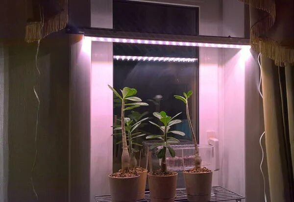 "полный спектр - 20 ватт". подставка с фитолампой для рассады. стеллаж для рассады с фитосветильниками ст-4-900. фитолампа led grow light. фитолампа uniel 24w.