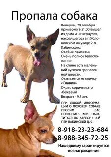 Русский той терьер вес