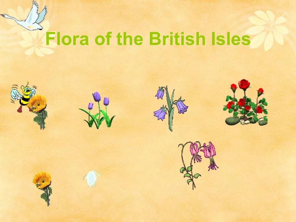 Flora and fauna of the british isles. Flora and fauna of great britain презентация. картинки fauna and flora of the british isles.