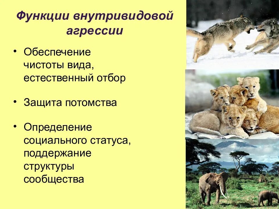 Примеры инстинктов у животных. Инстинкты животных презентация. инстинкт для презентации. классификация инстинктов. внутривидовая агрессия.