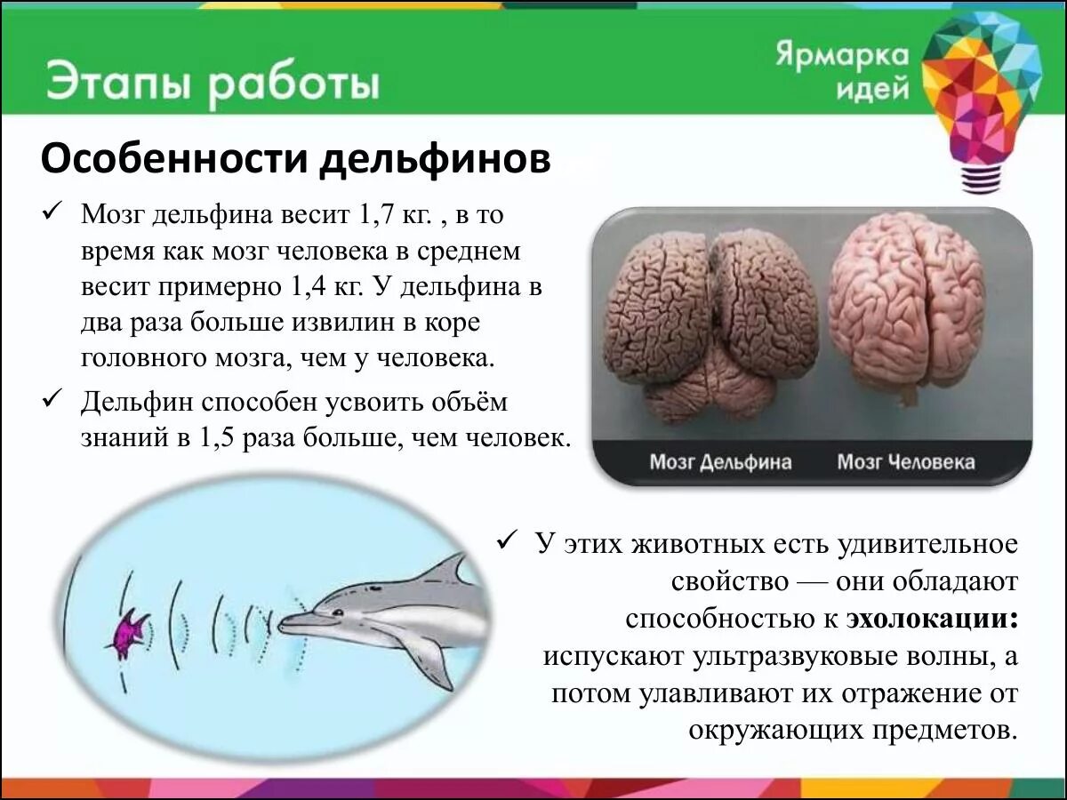 Мозг дельфина и человека. Мозг дельфина и человека сравнение. Размер мозга человека и дельфина. Изучают ли мозг