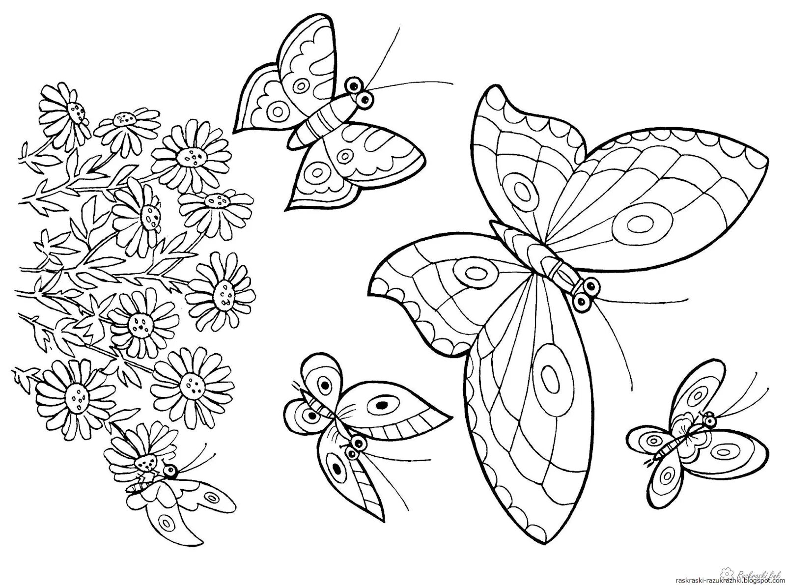 Раскраска "бабочки". Бабочка раскраска для детей. Раскраска для девочек бабочки. Цветы и бабочки. Раскраска. Бабочки раскраски для детей 5 6 лет