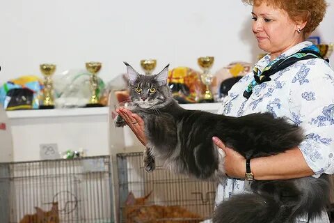 Расписание выставок кошек