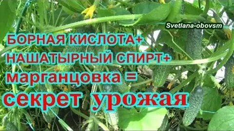 Огурцы в теплице борная кислота